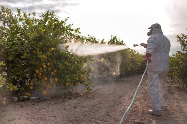 Best Mosquito Control Services  in Bridgeport, TX