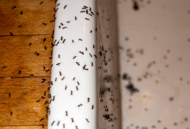 Best Flea Control Services  in Bridgeport, TX