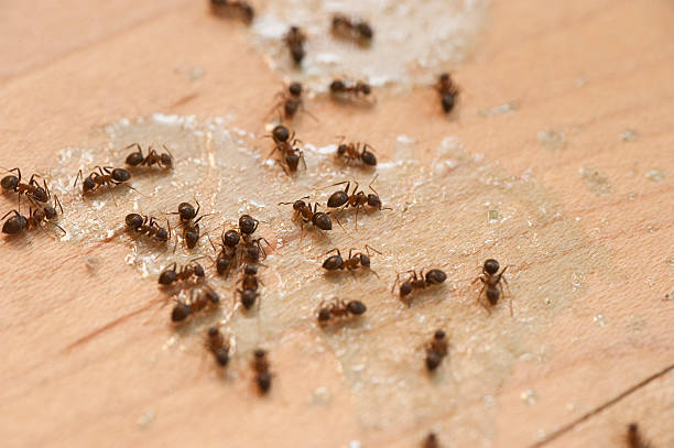 Reliable Bridgeport, TX Pest Control Solutions