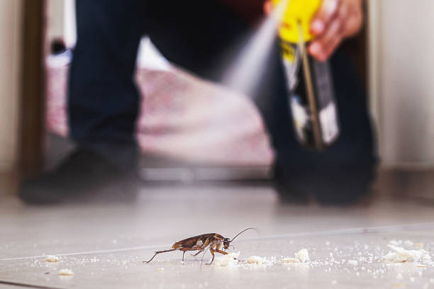 Best Best Pest Control Companies  in Bridgeport, TX